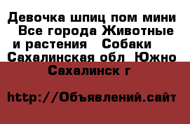 Девочка шпиц пом мини - Все города Животные и растения » Собаки   . Сахалинская обл.,Южно-Сахалинск г.
